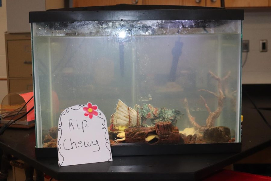 Weir High Mourns Death of Chewy the Frog