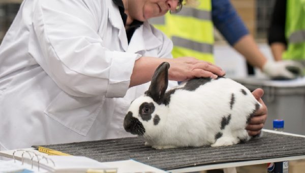 Rabbits are just one of the many animals used for testing products. Photo by Heikki Siltala is licensed under CC BY 3.0 DEED.
