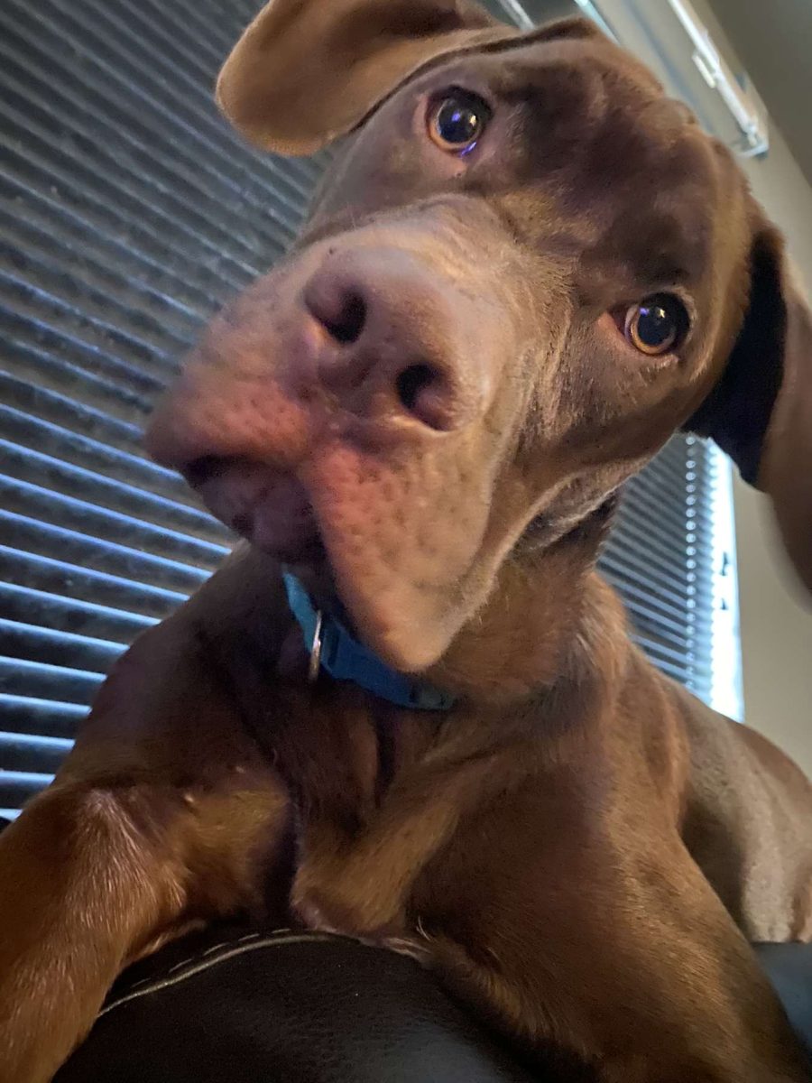 A photo of Ciara Greathouse boxer mastiff mix dog living at home with her new family.