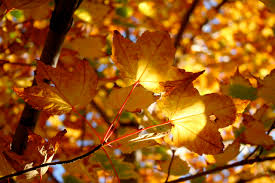 Take it or Leaf it